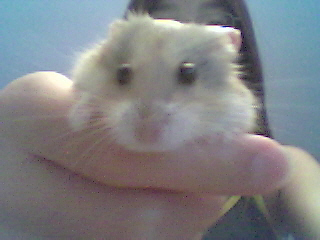 Diggy the Hamster!