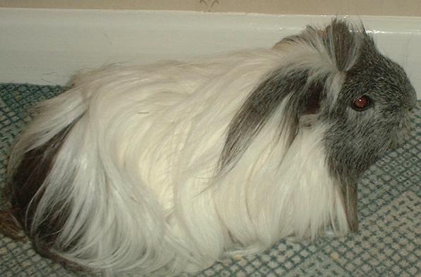 Rosie the Guinea Pig!