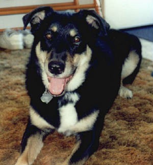 Gino's Best Pal,Bud