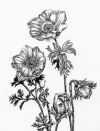 Anemones � by James Allridge III