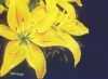 golden_day_lilies � by James Allridge III