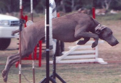 sa33.jpg (22443 bytes)