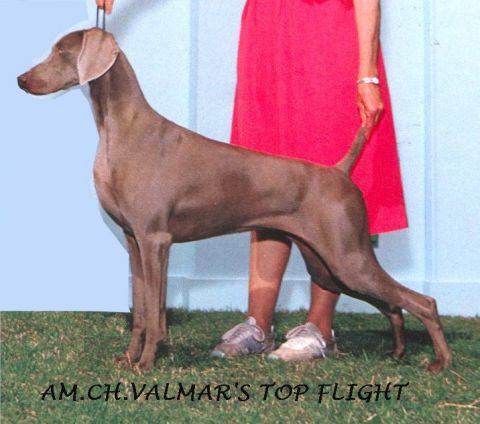 topflight.jpg (35462 bytes)