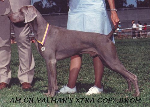 xtracopy.jpg (41939 bytes)