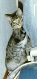 Baby Boots