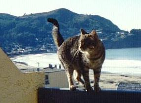 tiger on the deck
