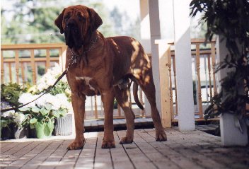 Barclay - Tia's sire