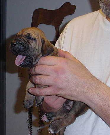 A baby Lily&nbsp; -3 weeks old