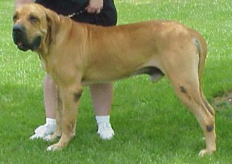 Clyde - Cody's Sire