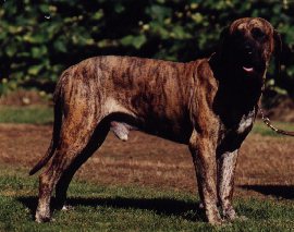 Dozer - Tia's Grandsire
