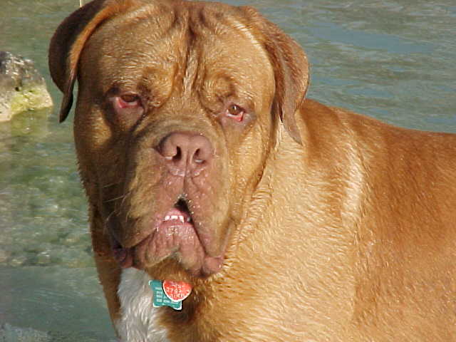Benny at 17 months old
