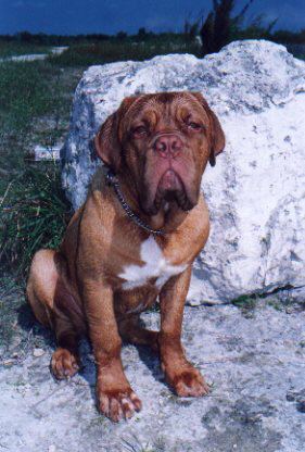 Benny at 7-8 mths old