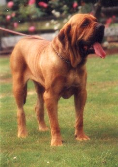 Duke - Barclay's Sire - also Cody's greatgrand sire