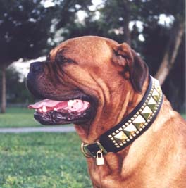 Moe at 3 1/2 yrs.