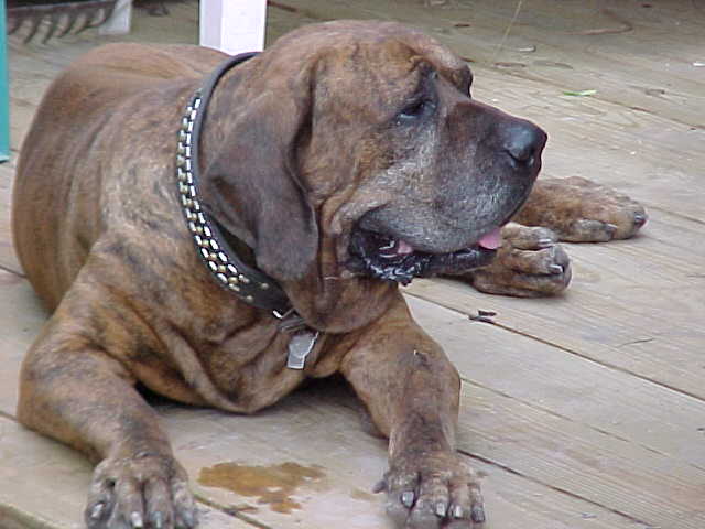 Junior