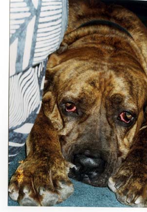 Click Junior's picture to visit our memorial page