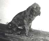Junior as a puppy...