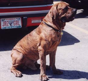 Junior our fila brasileiro at 3 years.