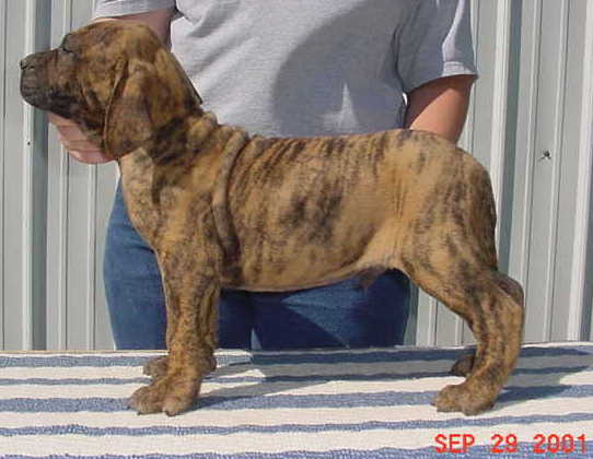 Sonny at 7 weeks 