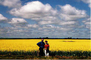 A field of canola along highway 2 south, July 2000
