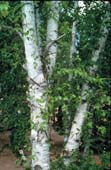 Image of the white birch tree