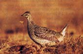 Image of the sharp-tailed grouse