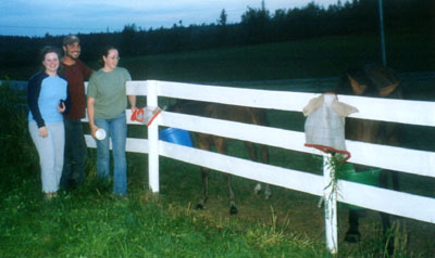 Horses