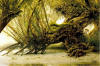 Old Man Willow (mod) -John Howe.jpg