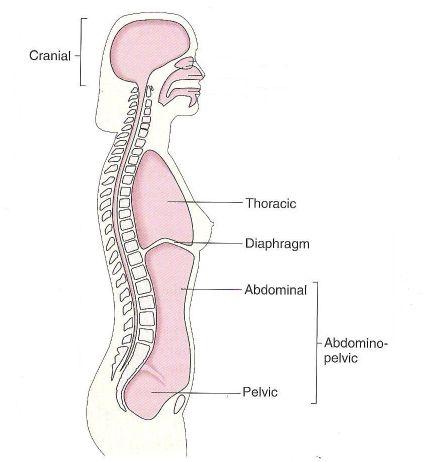 BODY CAVITIES ARE ASSOSIATED WITH ACTIVITY LEVELS
