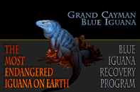 Help save the blue iguana!
