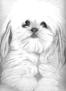 This is an example of my pencil pet portraiture.Watch me draw it on the Pets page!