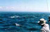 baleine