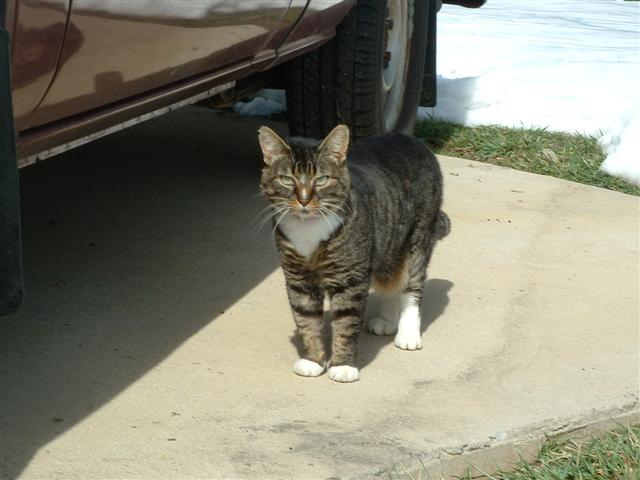Gizmo2004