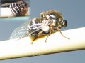 Name That Fly