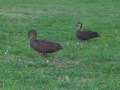 Pacific Wood Ducks