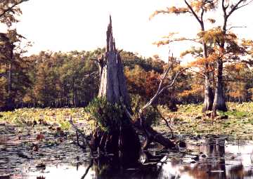 Caddo lake