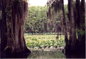 Caddo lake