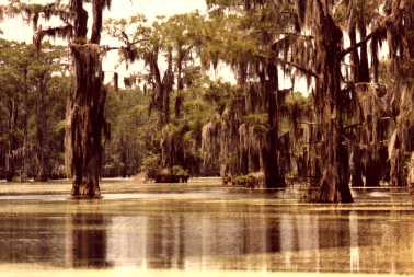 Caddo lake