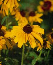 Brown Eyed Susan