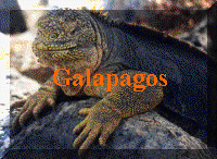 landiguana1.jpg (56970 bytes)