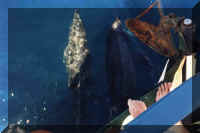 Dolphins.jpg (28977 bytes)