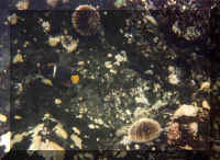 fishy.jpg (59725 bytes)