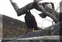hawk.jpg (36459 bytes)