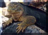 landiguana.jpg (75312 bytes)