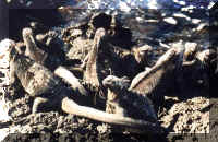marineiguanas.jpg (68740 bytes)