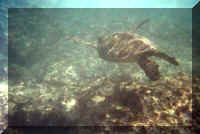 seaturtle.jpg (43050 bytes)