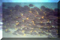 surgeonfish.jpg (40895 bytes)