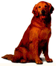 golden1.jpg (6651 bytes)