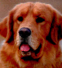 golden3.jpg (8583 bytes)
