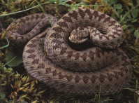 Adder